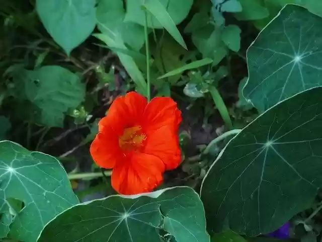 Free download Flower Nasturtium Orange -  free photo or picture to be edited with GIMP online image editor