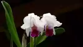 Free download Flower Nature -  free video to be edited with OpenShot online video editor