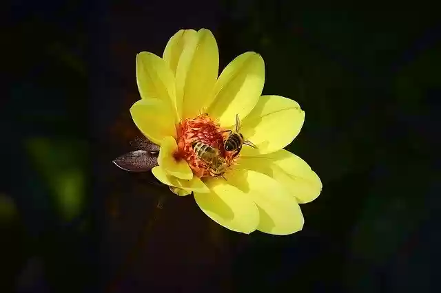 Free download Flower Nature Bees -  free photo or picture to be edited with GIMP online image editor