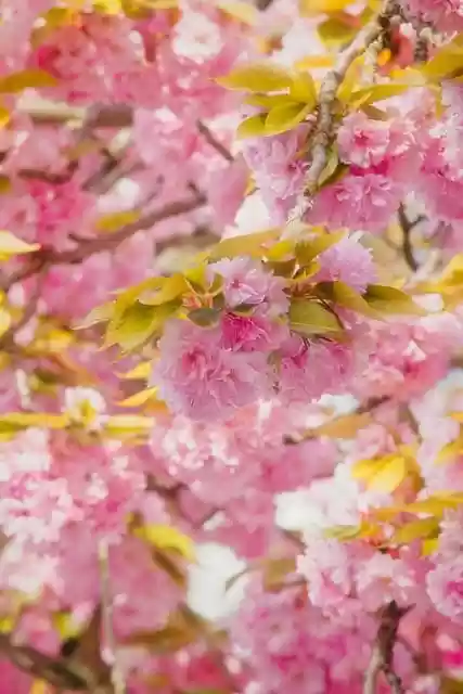 Free download flower nature blossom spring bloom free picture to be edited with GIMP free online image editor