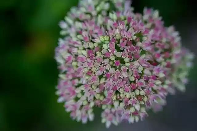 Gratis download Flower Nature Bokeh - gratis foto of afbeelding om te bewerken met GIMP online afbeeldingseditor
