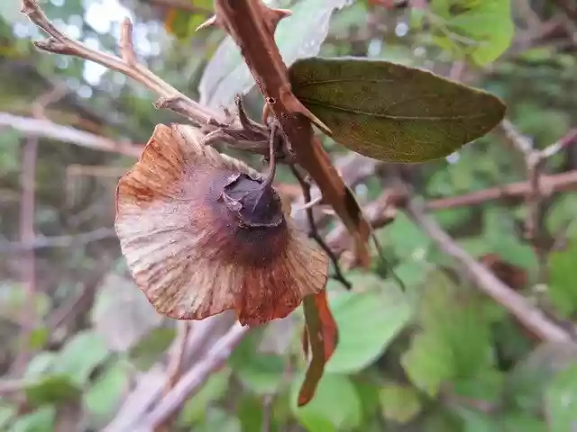 Free download Flower Nature Croatia -  free photo or picture to be edited with GIMP online image editor