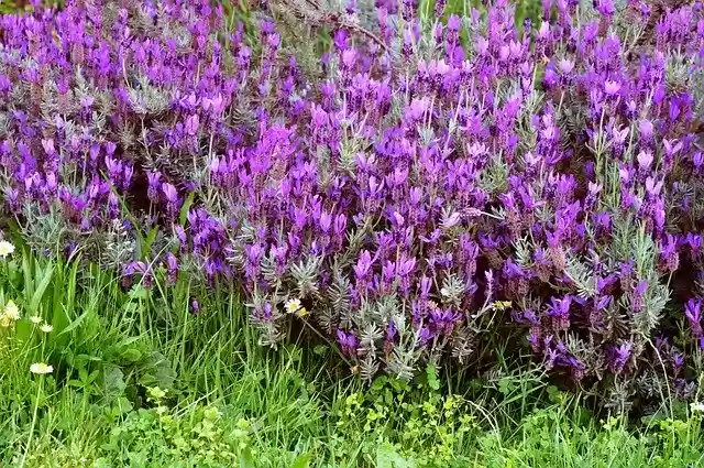 Free download Flower Nature Fior -  free photo or picture to be edited with GIMP online image editor