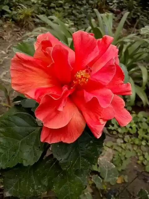 Unduh gratis Flower Nature Hibiscus - foto atau gambar gratis untuk diedit dengan editor gambar online GIMP