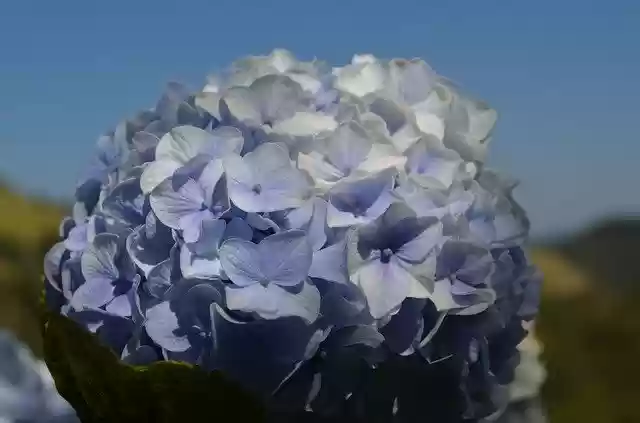 تنزيل Flower Nature Hydrangea مجانًا - صورة مجانية أو صورة لتحريرها باستخدام محرر الصور عبر الإنترنت GIMP