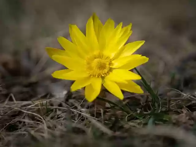 Free download flower nature lower austria adonis free picture to be edited with GIMP free online image editor