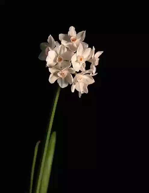 Free download flower nature plant bloom blossom free picture to be edited with GIMP free online image editor