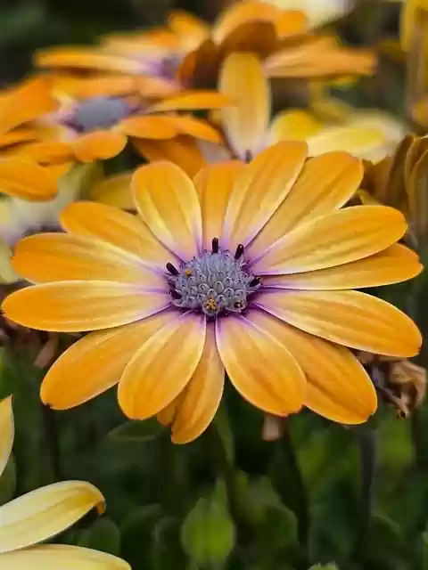 flower nature plant flora bloom - Flowernatureplantflorabloom .webp