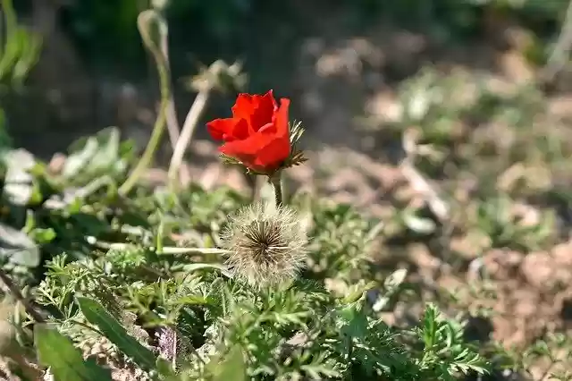 免费下载 Flower Nature Poppy 免费照片模板，可使用 GIMP 在线图像编辑器进行编辑