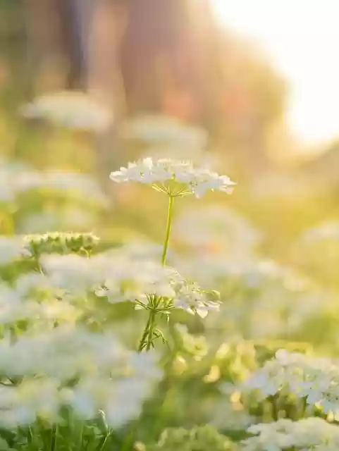 Free download flower nature white sunset garden free picture to be edited with GIMP free online image editor