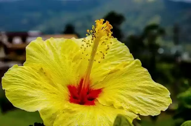 Unduh gratis template foto Flower Nature Yellow gratis untuk diedit dengan editor gambar online GIMP