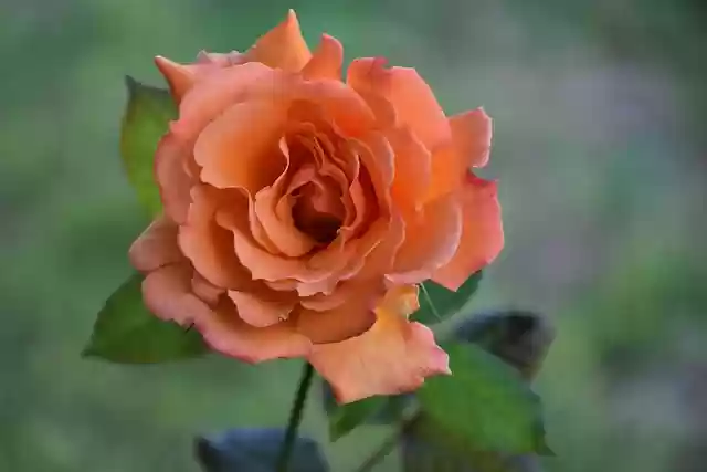 Free download flower orange rose rose bloom free picture to be edited with GIMP free online image editor