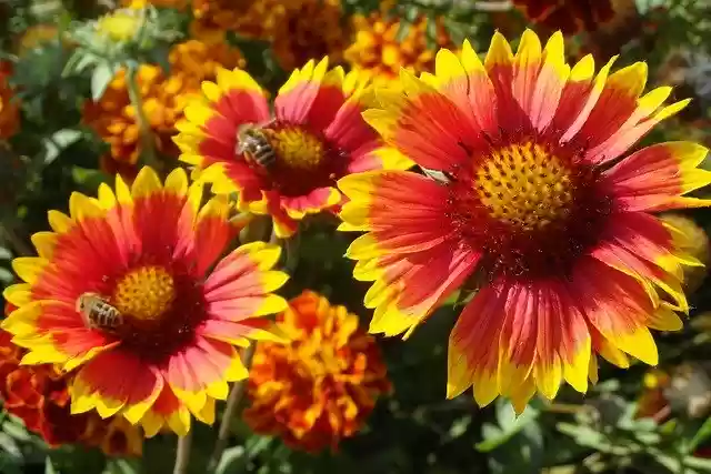 Free download Flower Orange-Yellow Garden The -  free photo or picture to be edited with GIMP online image editor
