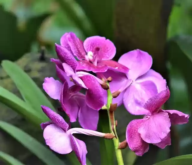 Free download Flower Orchid Bloom -  free free photo or picture to be edited with GIMP online image editor