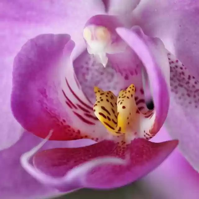 Free download Flower Orchid Phalaenopsis -  free photo or picture to be edited with GIMP online image editor