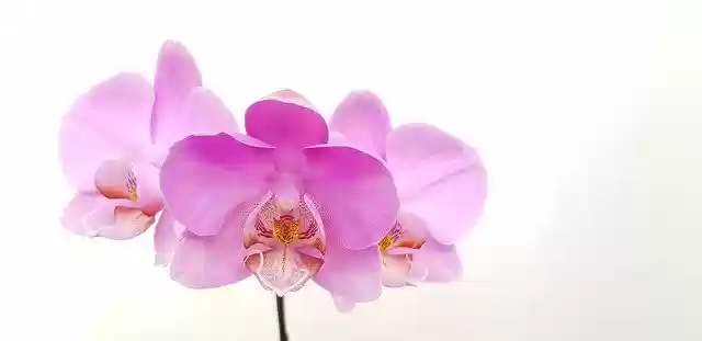 Download gratuito Flower Orchid Pink - foto o immagine gratuita da modificare con l'editor di immagini online di GIMP