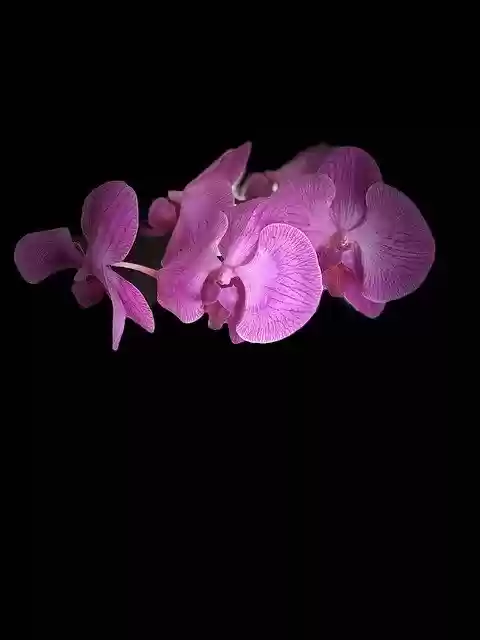 Bezpłatny szablon Flower Orchid Plant do edycji za pomocą internetowego edytora obrazów GIMP