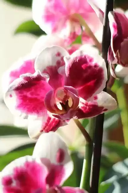 Free download Flower Orchids Blossom -  free photo or picture to be edited with GIMP online image editor