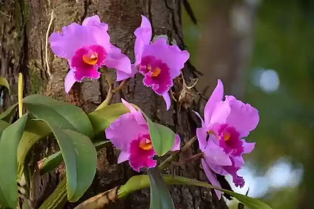 Free download Flower Orchid Spring -  free photo or picture to be edited with GIMP online image editor
