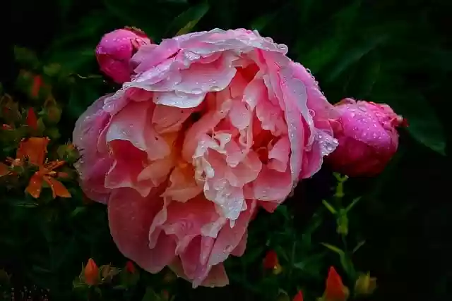 Free download flower peony rain blossom bloom free picture to be edited with GIMP free online image editor