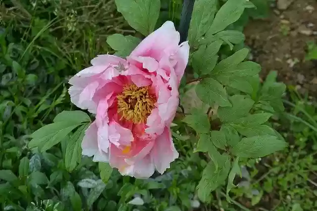 Free download Flower Peony Spring -  free photo or picture to be edited with GIMP online image editor