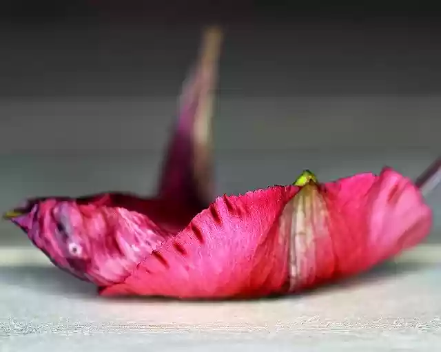 Free download Flower Petal -  free photo or picture to be edited with GIMP online image editor