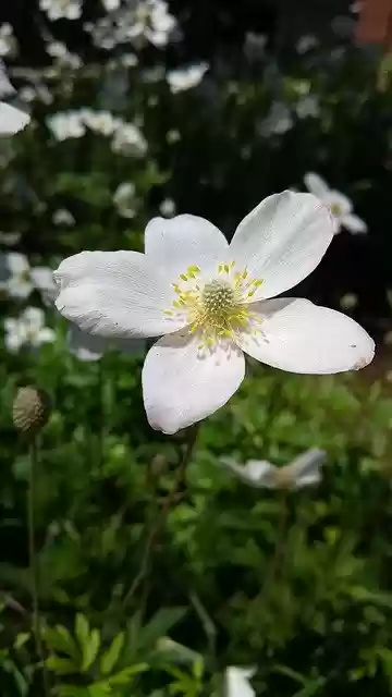 Free download Flower Petal Bloom -  free photo or picture to be edited with GIMP online image editor