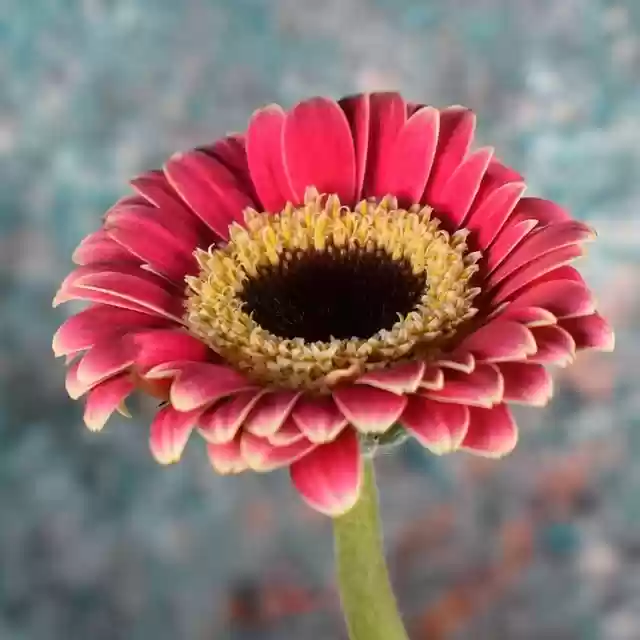 Free download flower petals bloom blossom flora free picture to be edited with GIMP free online image editor