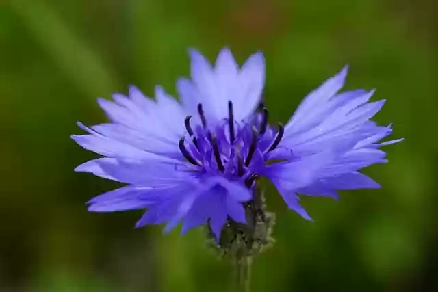 Free download flower petals cornflower wildflower free picture to be edited with GIMP free online image editor