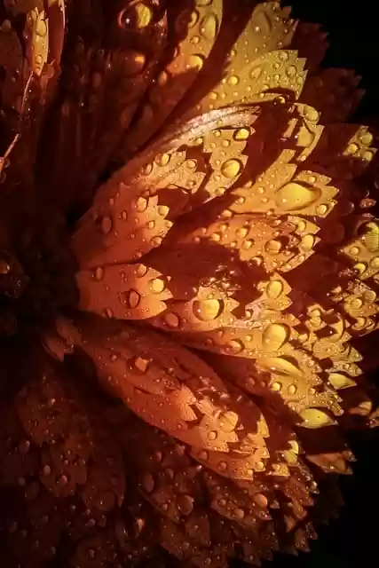 Free download flower petals drops garden nature free picture to be edited with GIMP free online image editor