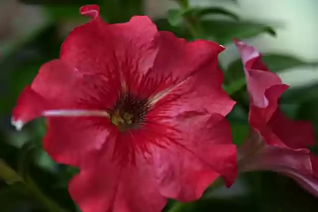 Free download flower petunia flora nature free picture to be edited with GIMP free online image editor
