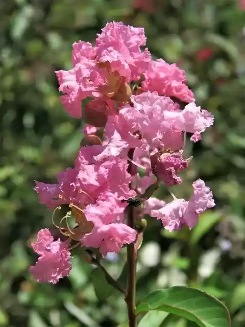 Free download Flower Pink Blooming -  free photo or picture to be edited with GIMP online image editor