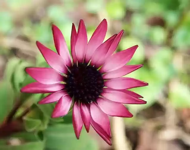 Unduh gratis Flower Pink Daisy - foto atau gambar gratis untuk diedit dengan editor gambar online GIMP