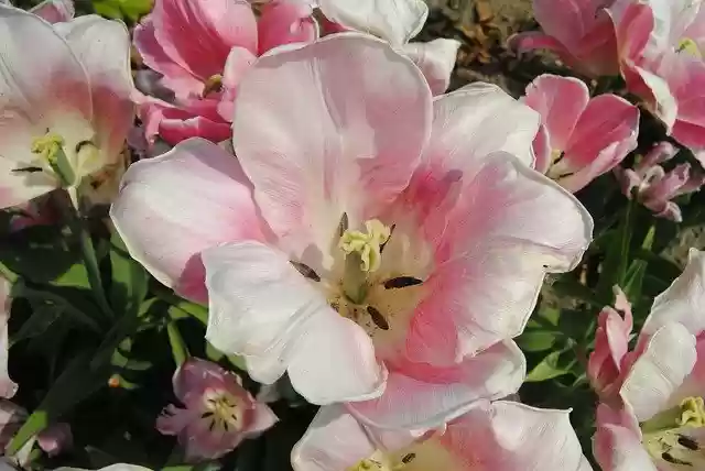 Free download Flower Pink Flora -  free free photo or picture to be edited with GIMP online image editor