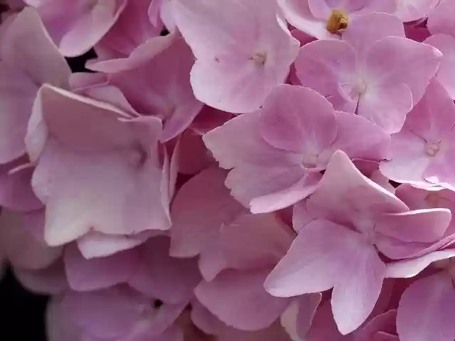 Free download Flower Pink Hydrangea -  free photo or picture to be edited with GIMP online image editor