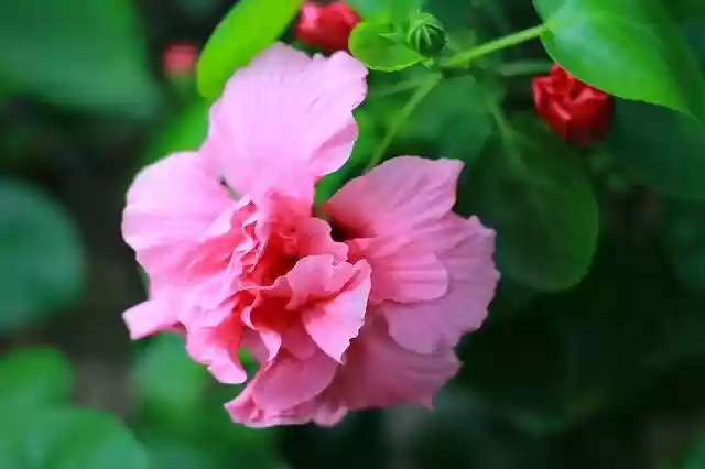 Free download Flower Pink In -  free photo or picture to be edited with GIMP online image editor