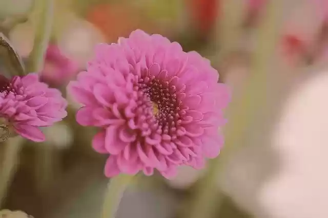 Free download Flower Pink Nature -  free free photo or picture to be edited with GIMP online image editor