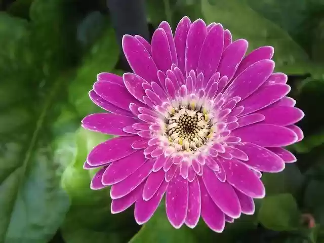 Free download Flower Pink Petal -  free photo or picture to be edited with GIMP online image editor