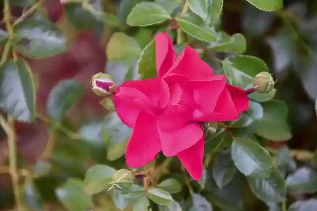 Muat turun percuma Flower Pink Rose Bud Color - foto atau gambar percuma percuma untuk diedit dengan editor imej dalam talian GIMP