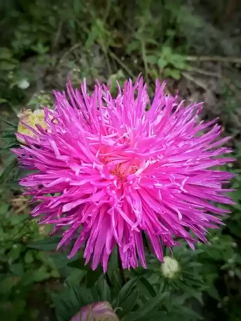 Free download Flower Pink Spring -  free photo or picture to be edited with GIMP online image editor