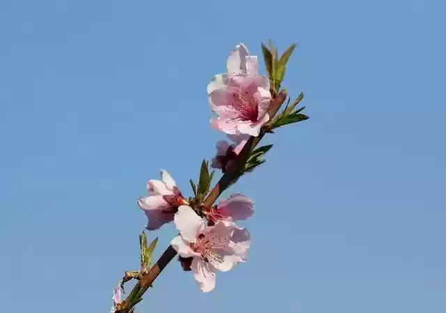 Free download Flower Pink Tree -  free photo or picture to be edited with GIMP online image editor