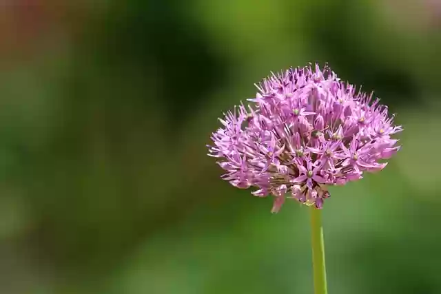 Free download flower plant allium giant garlic free picture to be edited with GIMP free online image editor