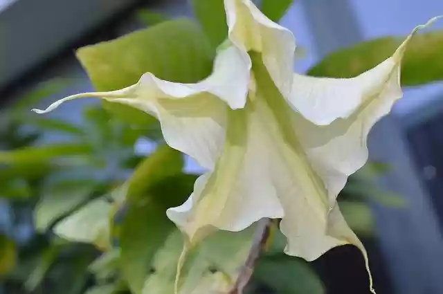 Ücretsiz indir Flower Plant Angel Trompet - GIMP çevrimiçi resim düzenleyici ile düzenlenecek ücretsiz fotoğraf veya resim