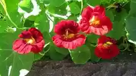 Free download Flower Plant Blossom free photo template to be edited with GIMP online image editor