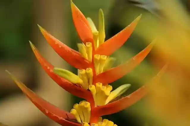 Free download Flower Plant Exotic -  free photo or picture to be edited with GIMP online image editor