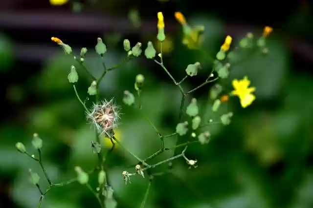 Free download Flower Plant Garden -  free free photo or picture to be edited with GIMP online image editor