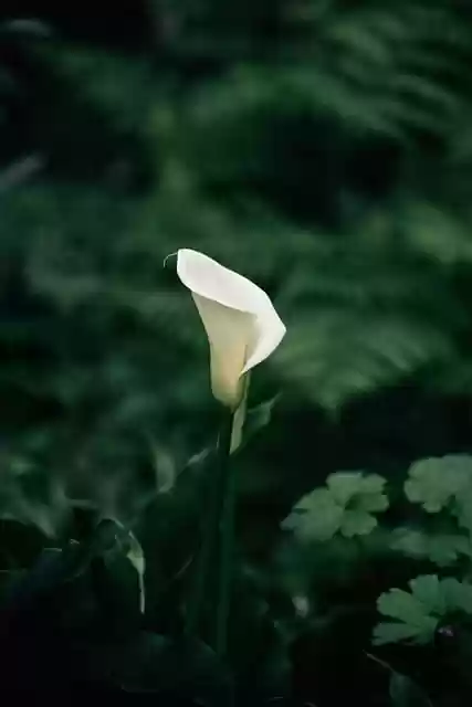 Free download flower plant green nature spring free picture to be edited with GIMP free online image editor