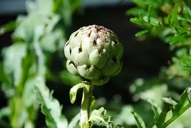 Free download flower plant green spring blossom free picture to be edited with GIMP free online image editor