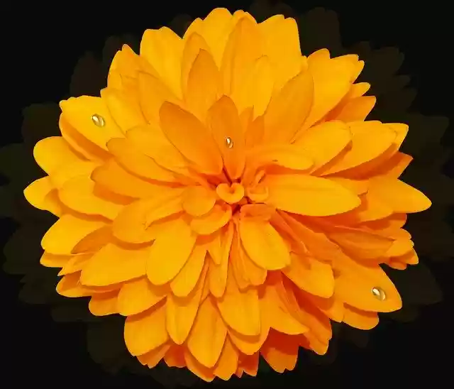 Free download Flower Plant Nature -  free photo or picture to be edited with GIMP online image editor
