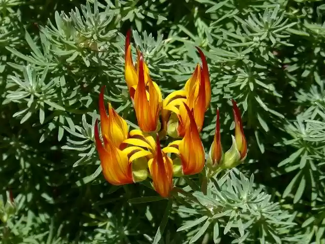 Free download Flower Plant Ornamental -  free photo or picture to be edited with GIMP online image editor